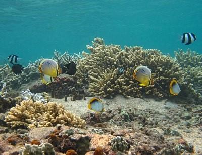 Maison Meublee Avec Piscine Pres Du Lagon ลาซาลีน เลอแบ็ง ภายนอก รูปภาพ